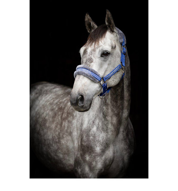 GRIMMA HORSE UNIQUE Royal blå